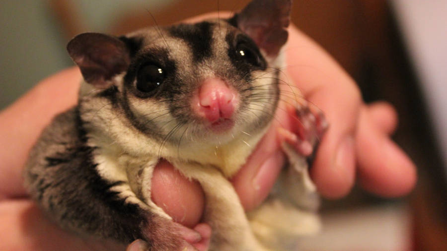 Detail Sugar Glider Wallpaper Nomer 39