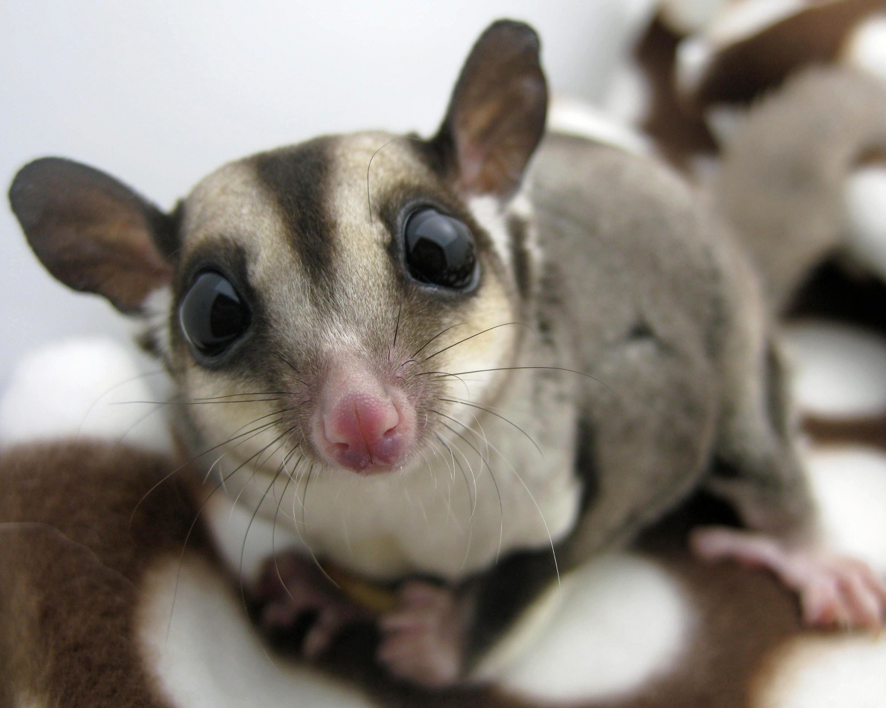 Detail Sugar Glider Wallpaper Nomer 8