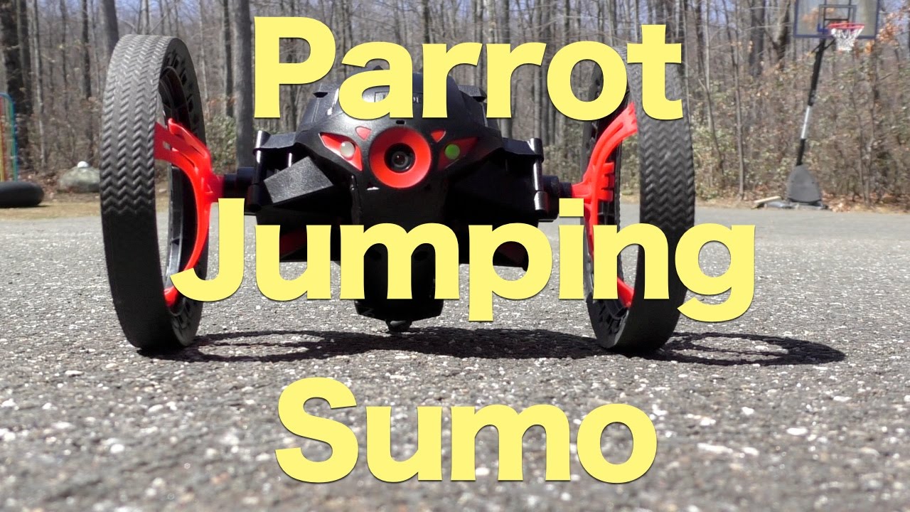 Detail Sumo Parrot Nomer 47