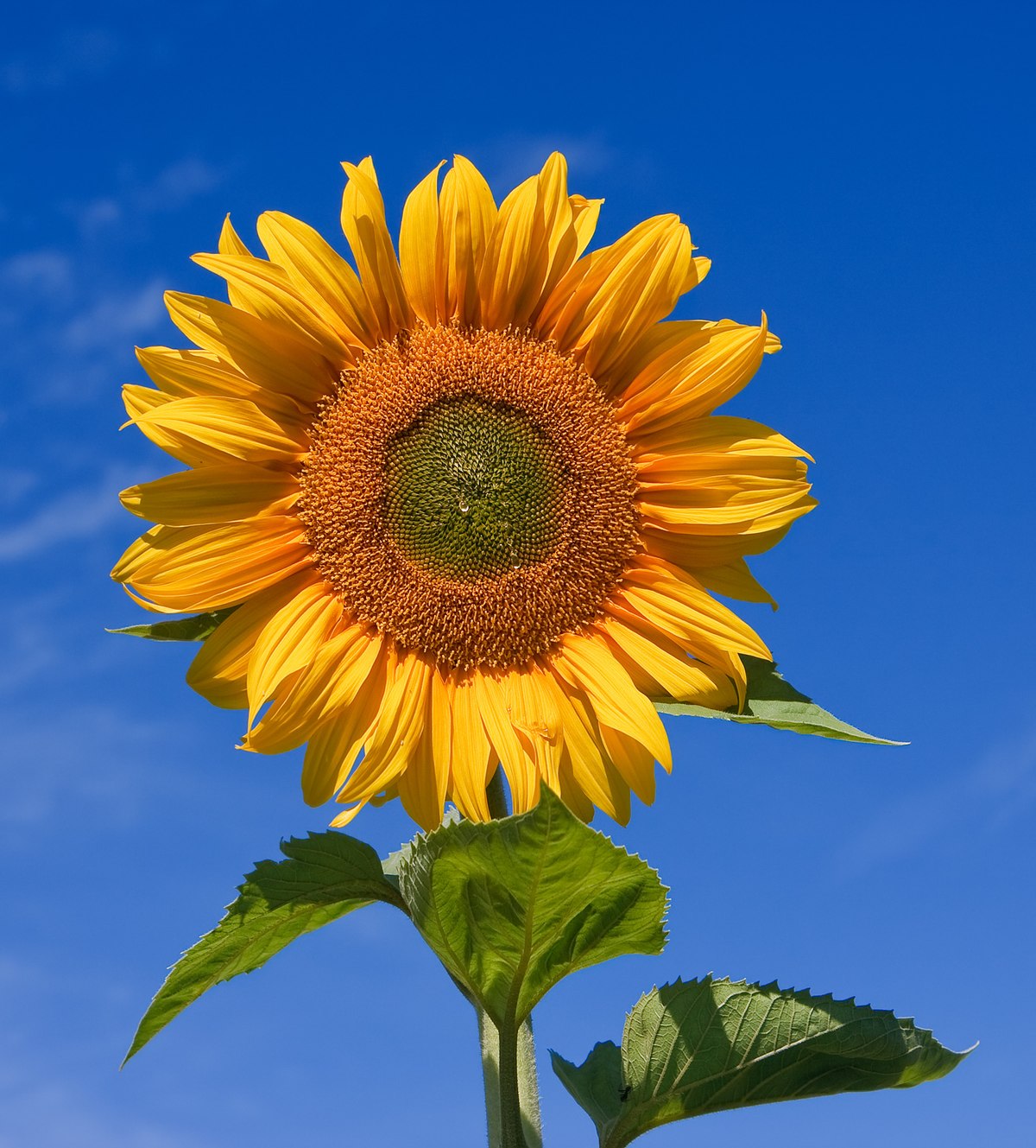 Sun Flower Images - KibrisPDR