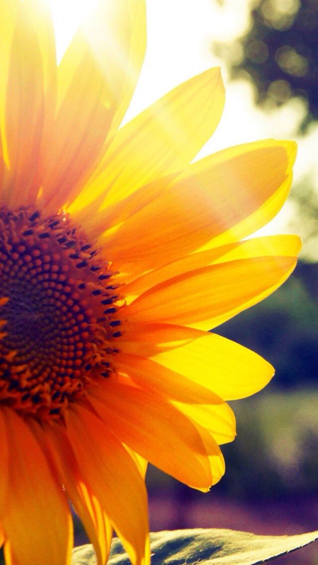 Detail Sunflower And Roses Wallpaper Iphone Nomer 24