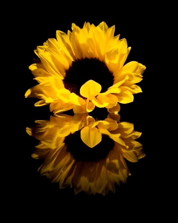 Detail Sunflower And Roses Wallpaper Iphone Nomer 29
