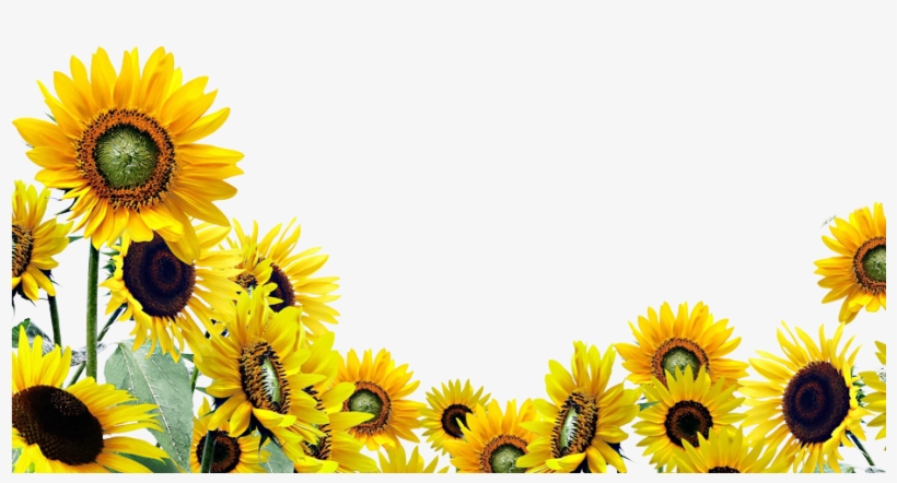 Sunflower Background Clipart - KibrisPDR