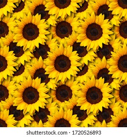 Detail Sunflower Background Clipart Nomer 21