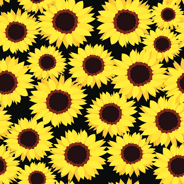 Detail Sunflower Background Clipart Nomer 25