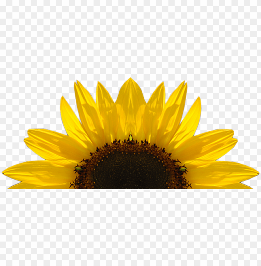 Detail Sunflower Background Clipart Nomer 26