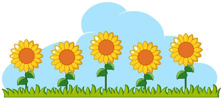 Detail Sunflower Background Clipart Nomer 32