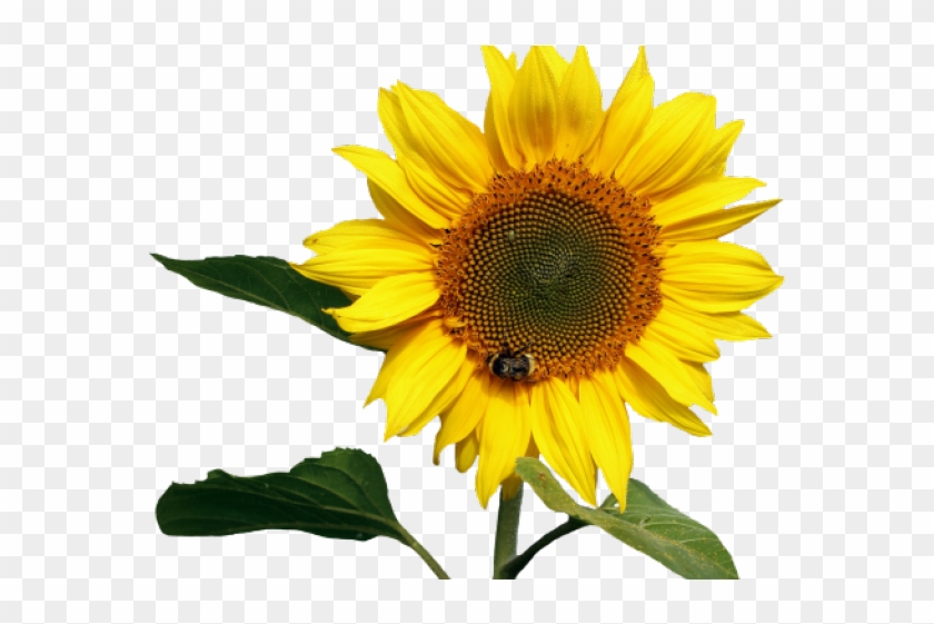 Detail Sunflower Background Clipart Nomer 49