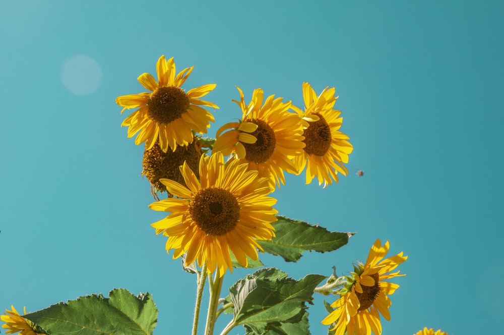 Detail Sunflower Background Clipart Nomer 50