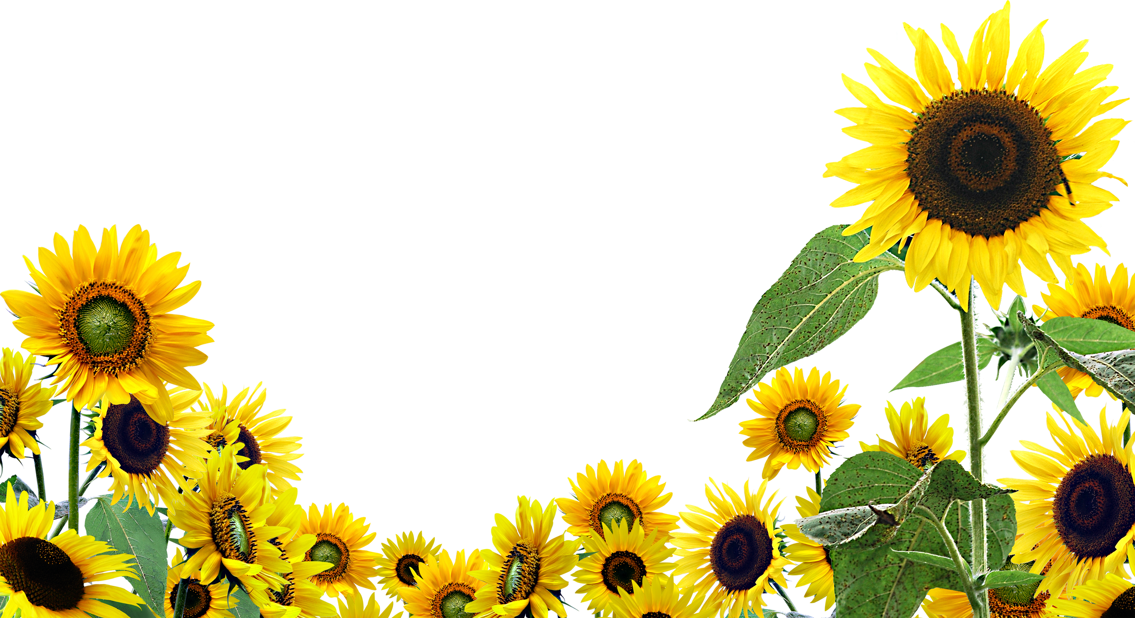 Detail Sunflower Background Clipart Nomer 6