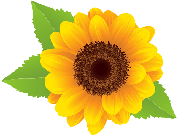 Detail Sunflower Background Clipart Nomer 9