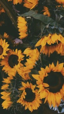 Sunflower Background Tumblr - KibrisPDR