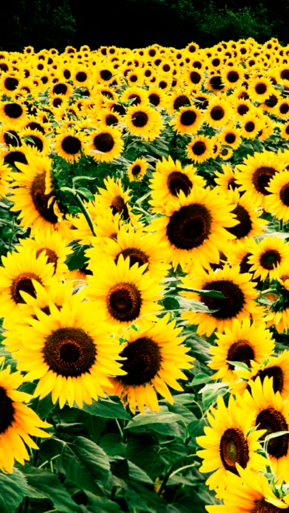 Detail Sunflower Background Tumblr Nomer 20