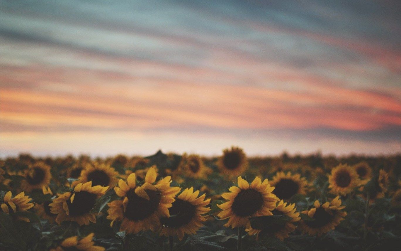 Detail Sunflower Background Tumblr Nomer 23