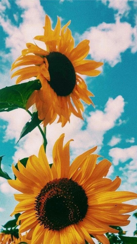 Detail Sunflower Background Tumblr Nomer 24