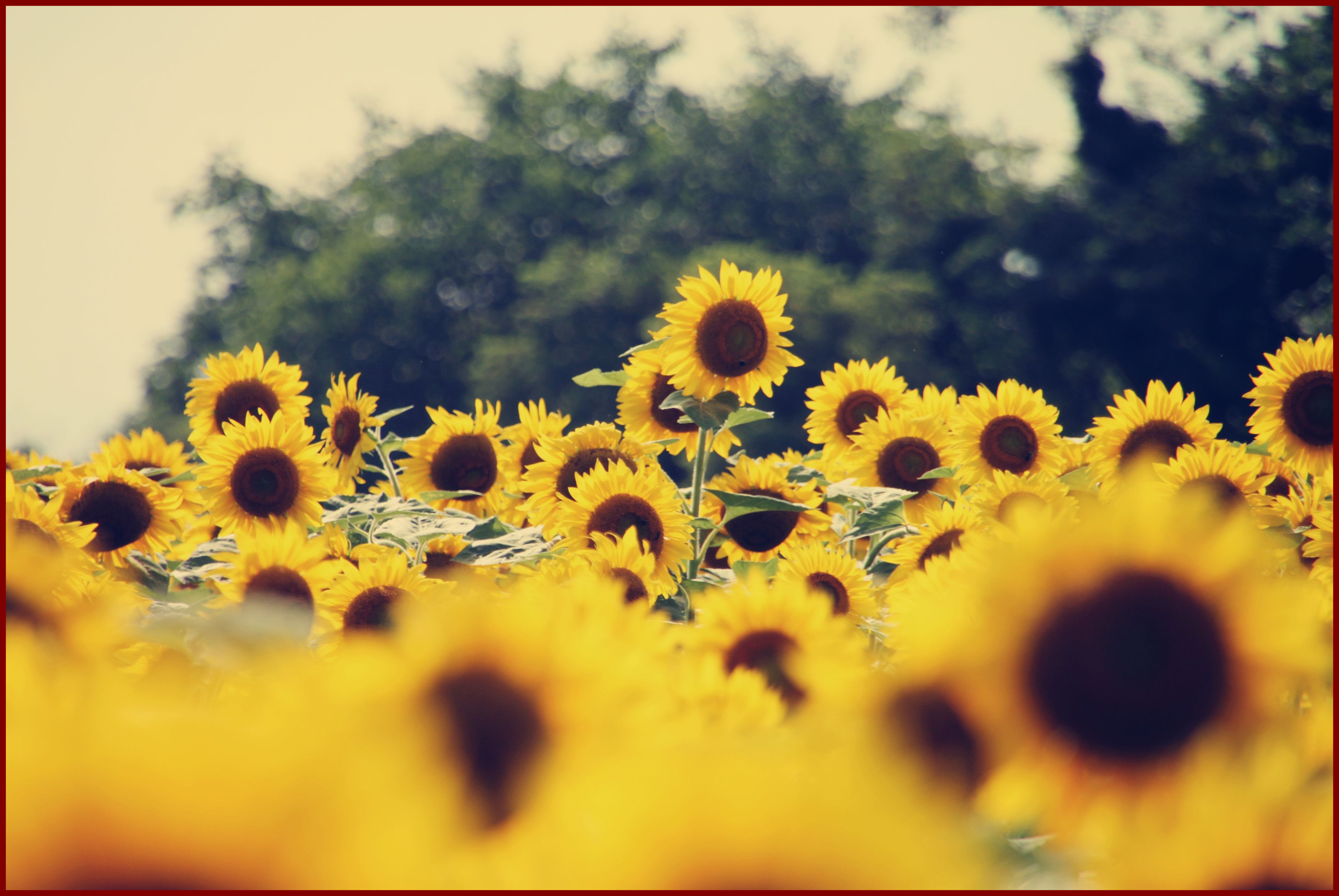 Detail Sunflower Background Tumblr Nomer 29