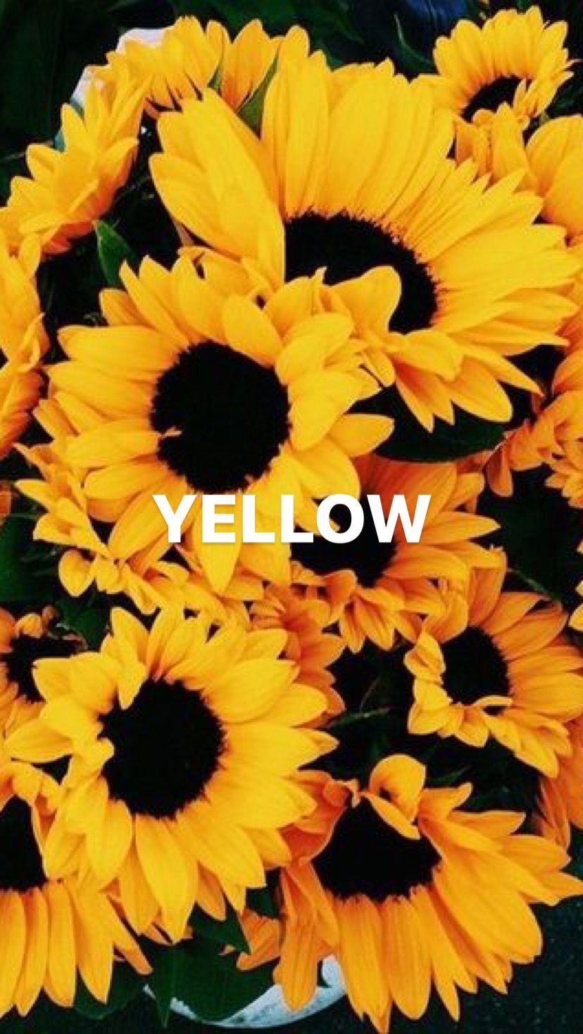 Detail Sunflower Background Tumblr Nomer 31