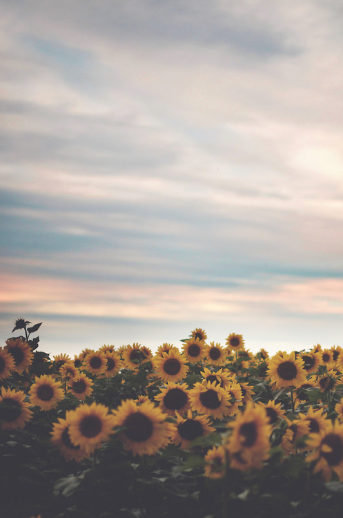 Detail Sunflower Background Tumblr Nomer 32