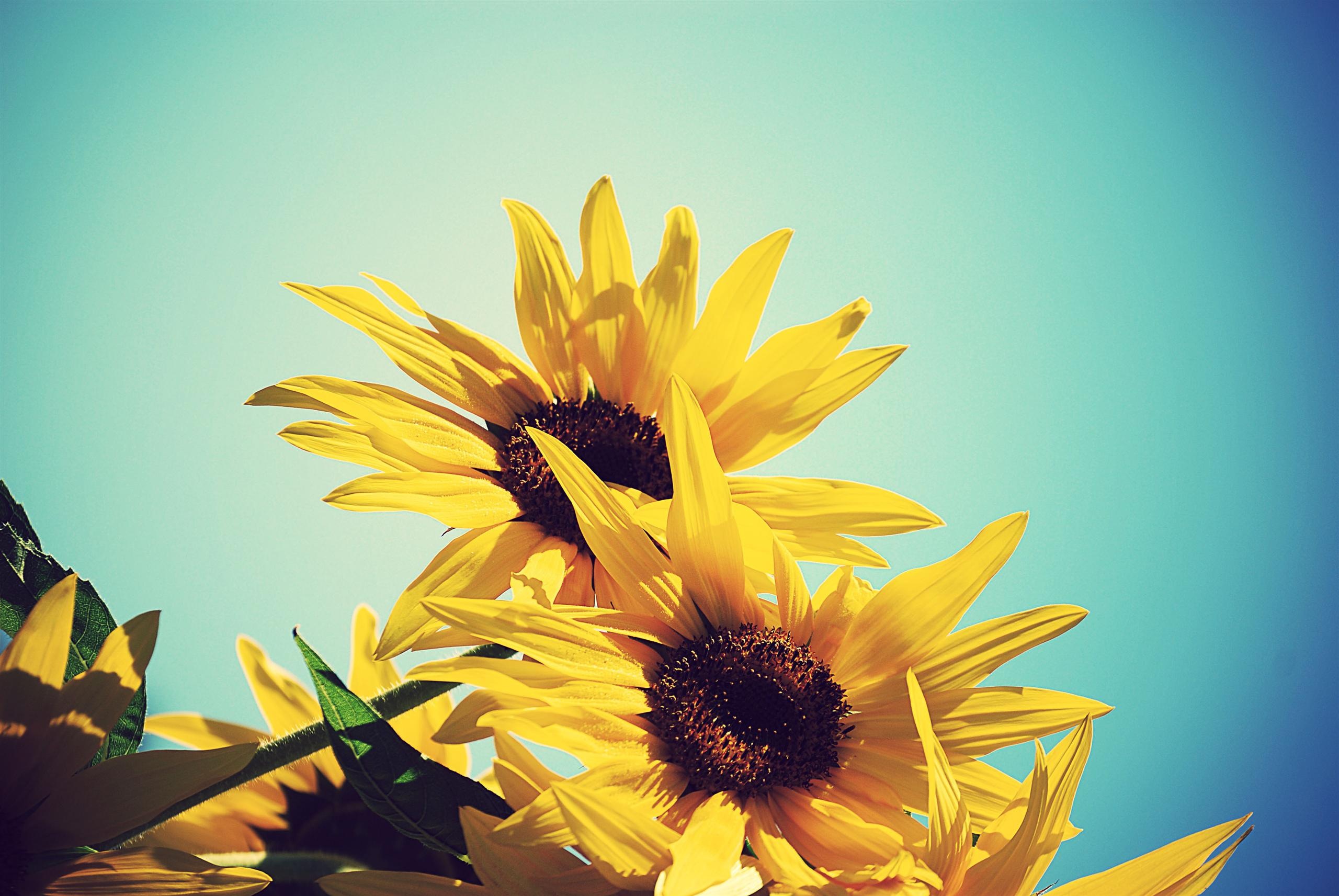 Detail Sunflower Background Tumblr Nomer 33