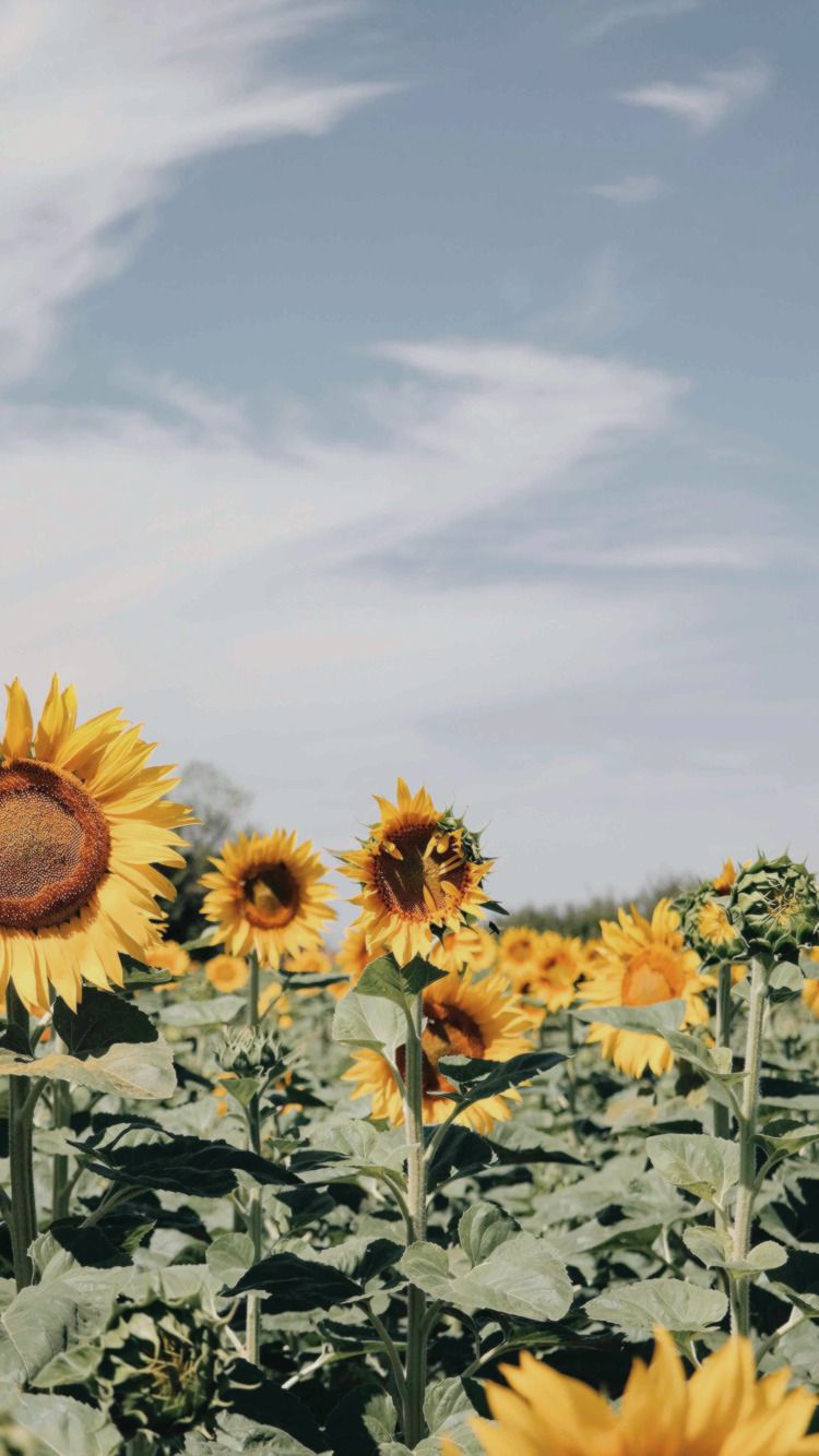 Detail Sunflower Background Tumblr Nomer 35