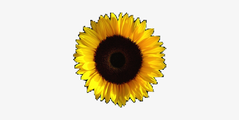 Detail Sunflower Background Tumblr Nomer 51