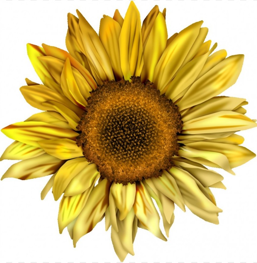 Detail Sunflower Background Tumblr Nomer 52