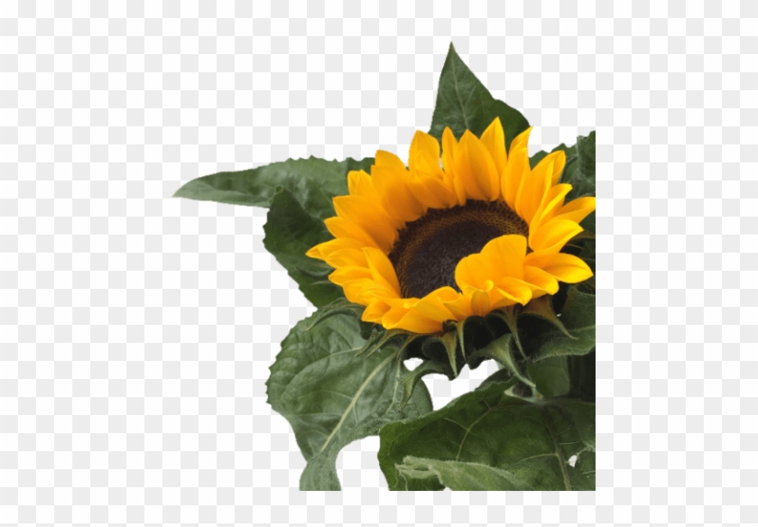 Detail Sunflower Background Tumblr Nomer 56