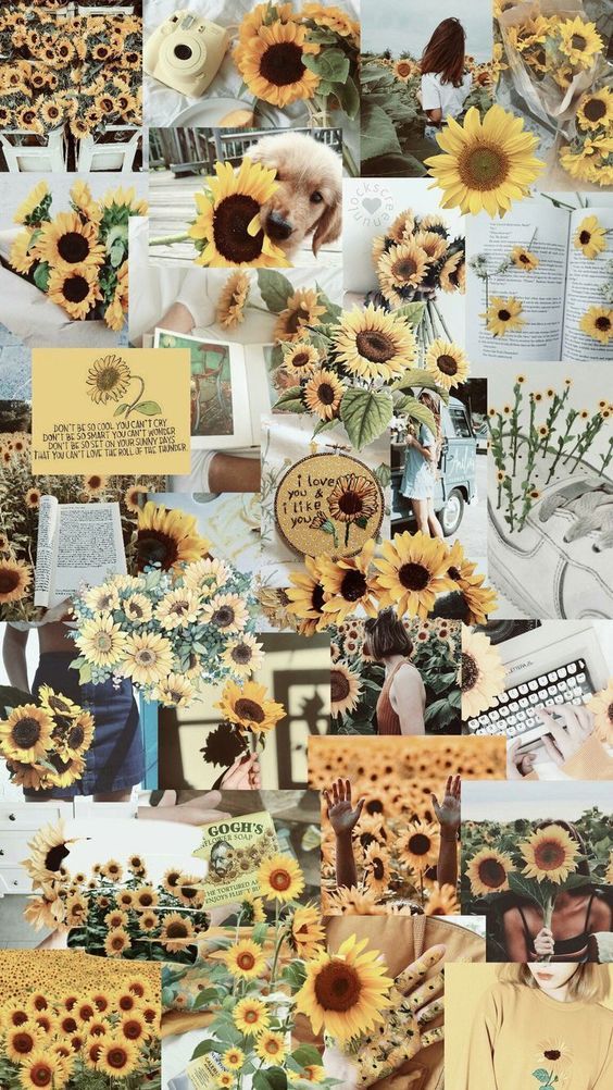 Detail Sunflower Background Tumblr Nomer 9