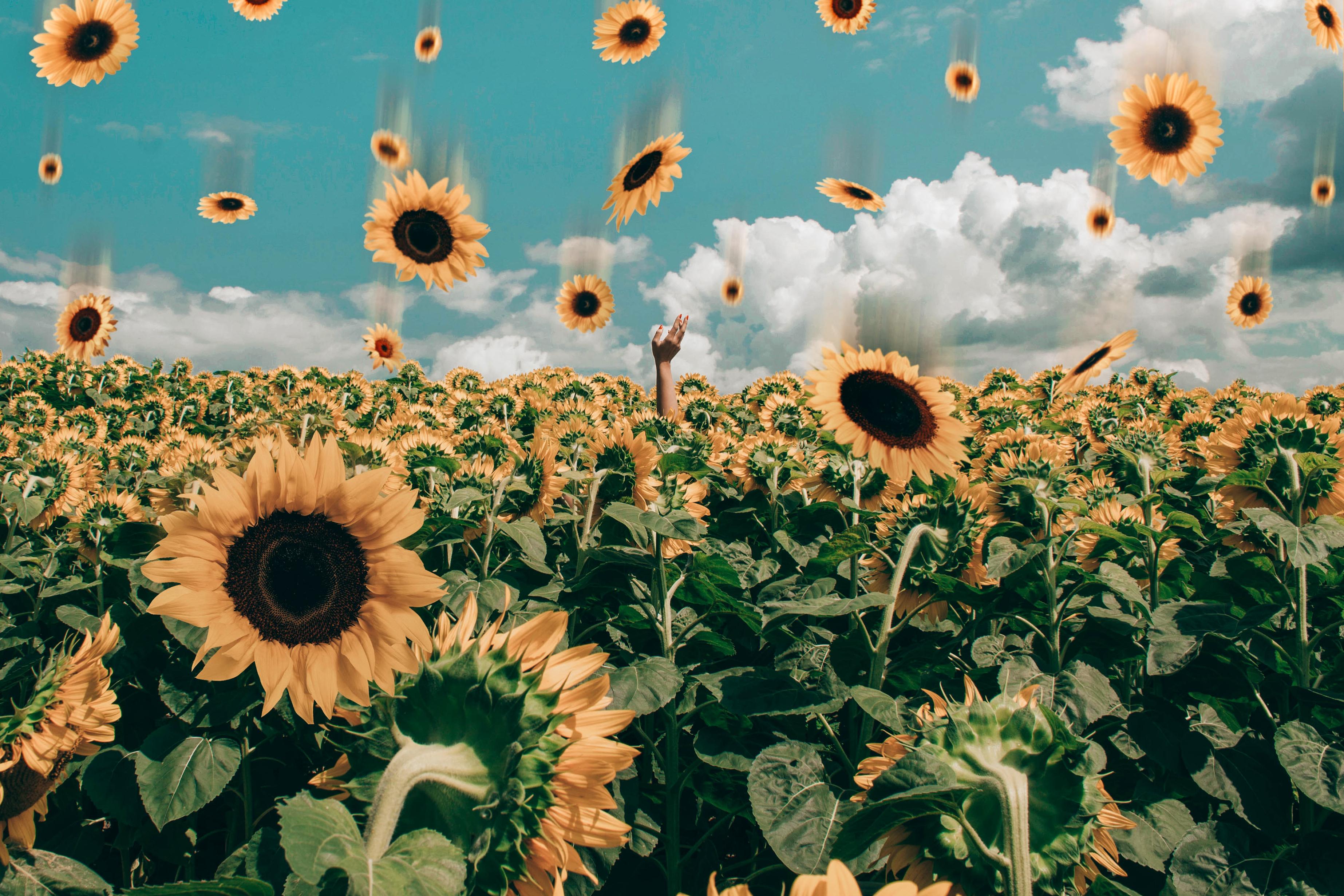 Detail Sunflower Background Wallpaper Nomer 13