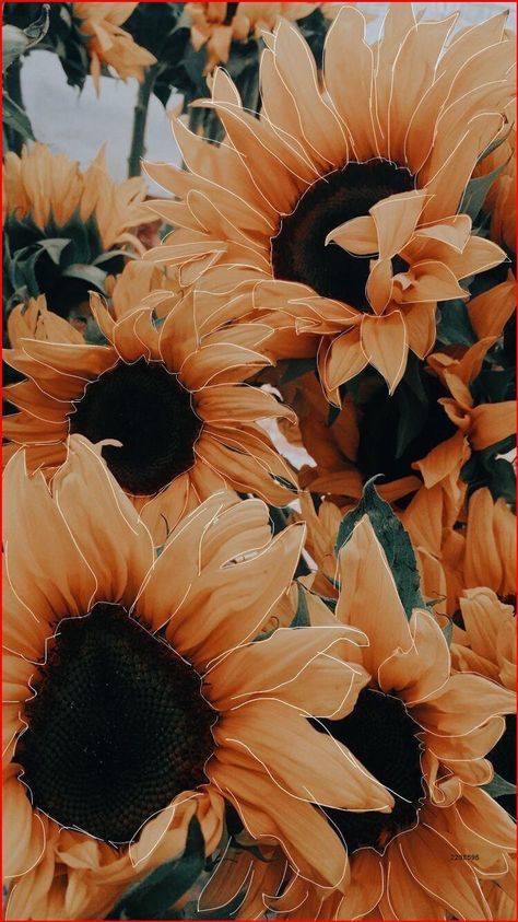 Detail Sunflower Background Wallpaper Nomer 20