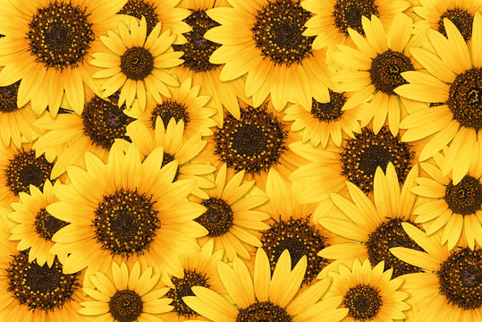 Detail Sunflower Background Wallpaper Nomer 23