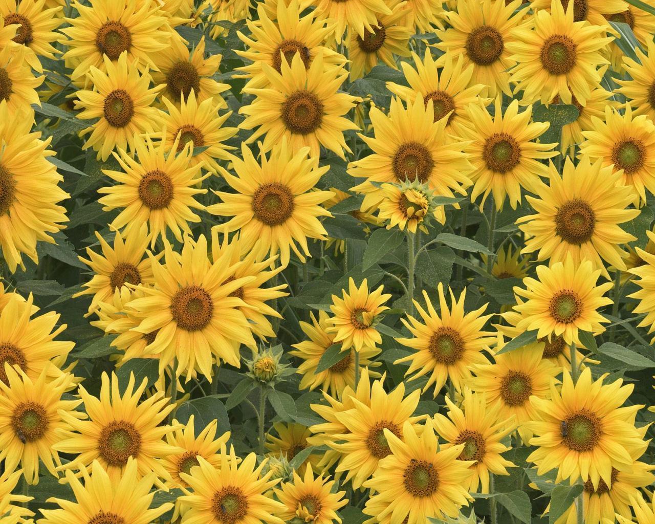 Detail Sunflower Background Wallpaper Nomer 43