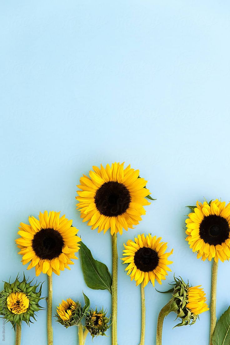 Detail Sunflower Background Wallpaper Nomer 44