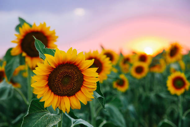 Detail Sunflower Background Wallpaper Nomer 8