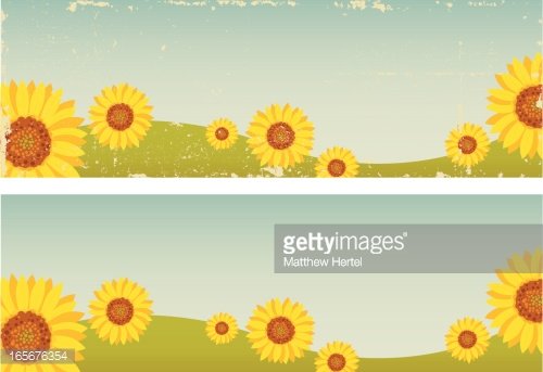 Detail Sunflower Banner Clipart Nomer 16