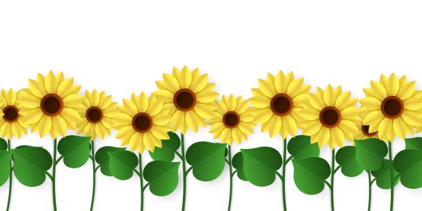 Detail Sunflower Banner Clipart Nomer 53