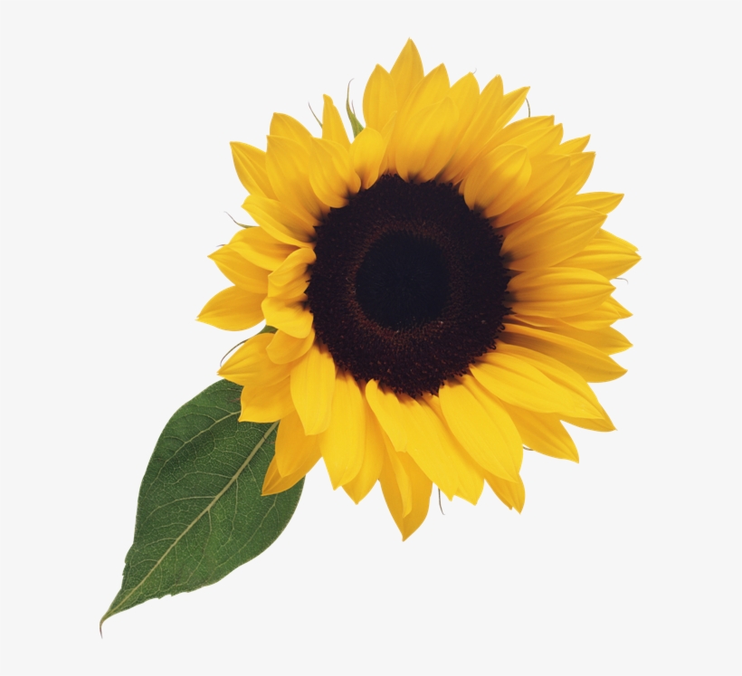 Detail Sunflower Border Clip Art Free Nomer 41