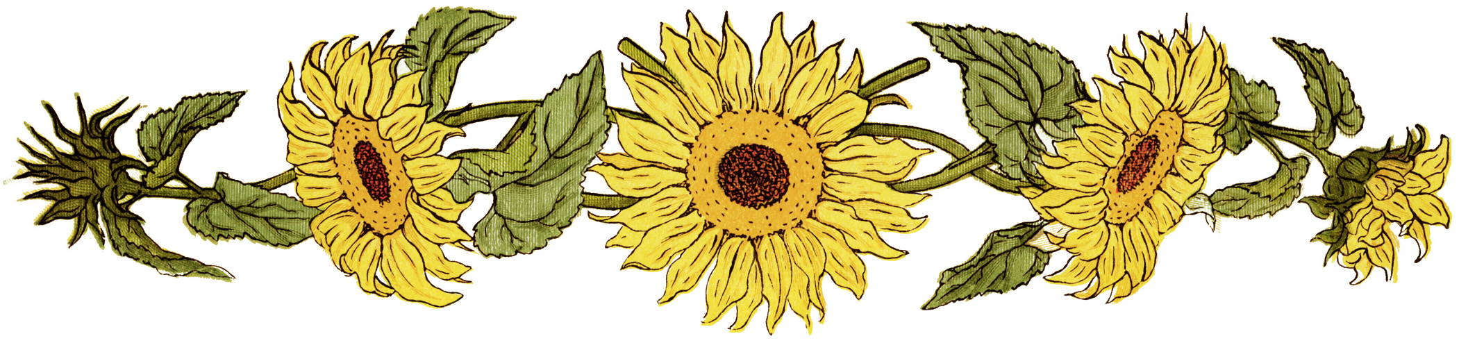 Detail Sunflower Border Clip Art Free Nomer 46