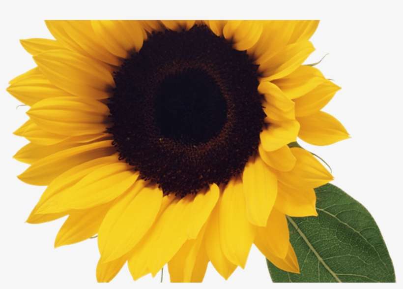 Detail Sunflower Border Clip Art Free Nomer 48