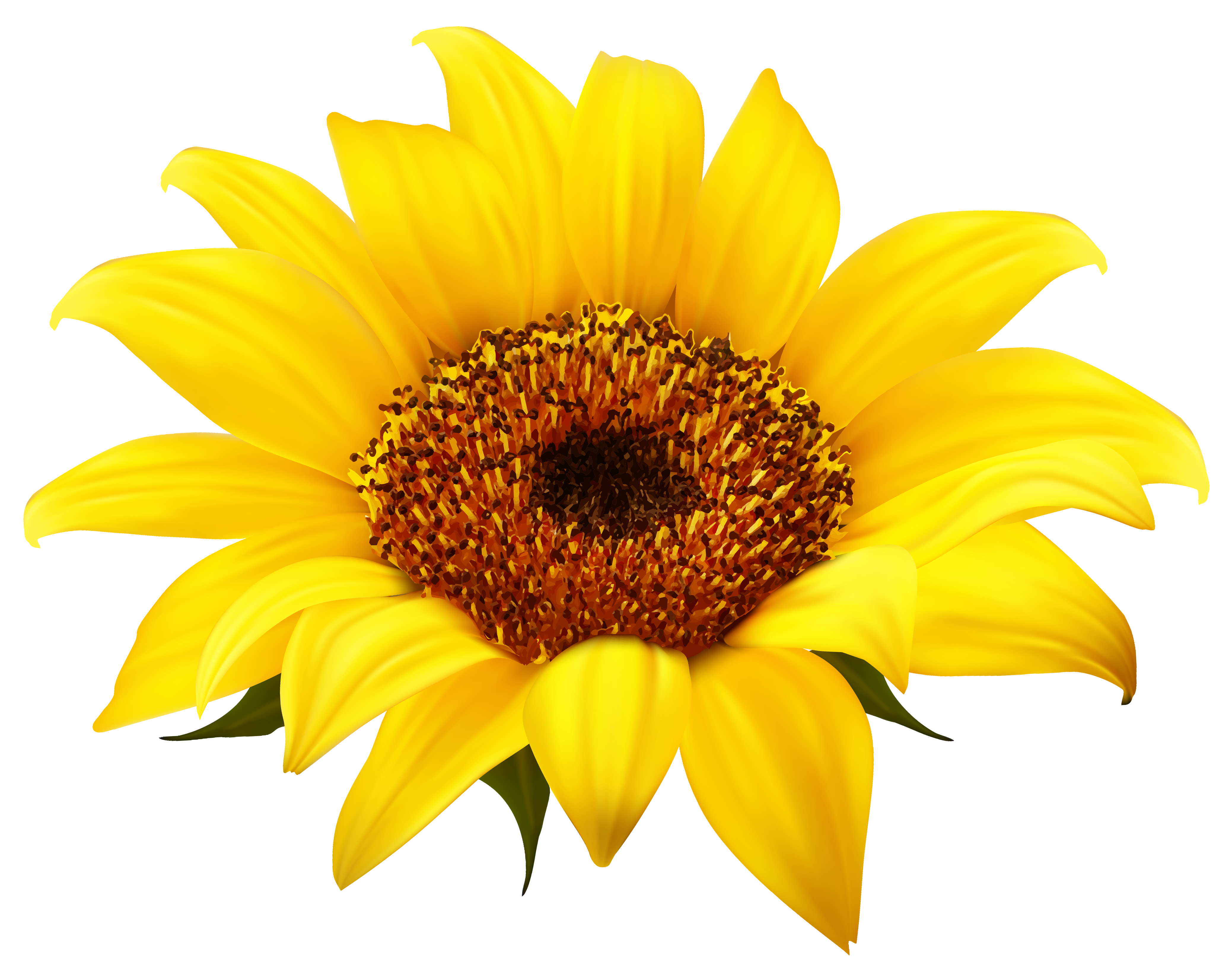 Detail Sunflower Clipart Free Nomer 4