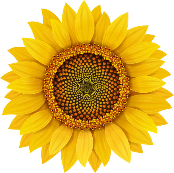 Detail Sunflower Clipart Free Nomer 5
