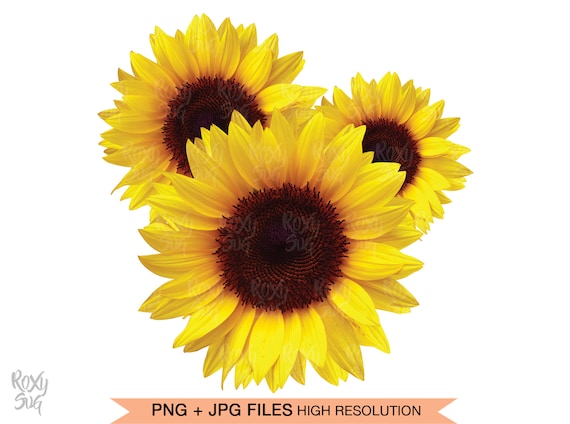 Detail Sunflower Clipart Images Nomer 40