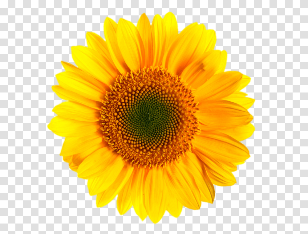 Detail Sunflower Clipart Png Nomer 15