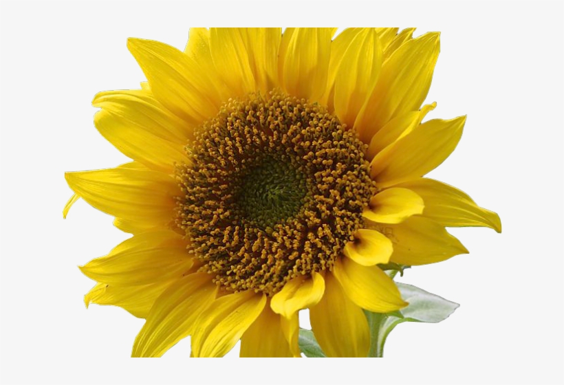 Detail Sunflower Clipart Png Nomer 36