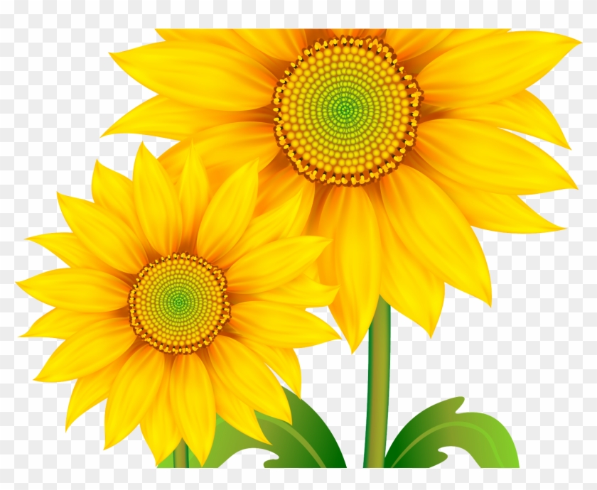 Detail Sunflower Clipart Png Nomer 45