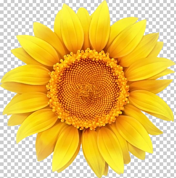 Detail Sunflower Clipart Png Nomer 48