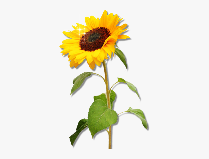 Detail Sunflower Clipart Png Nomer 5