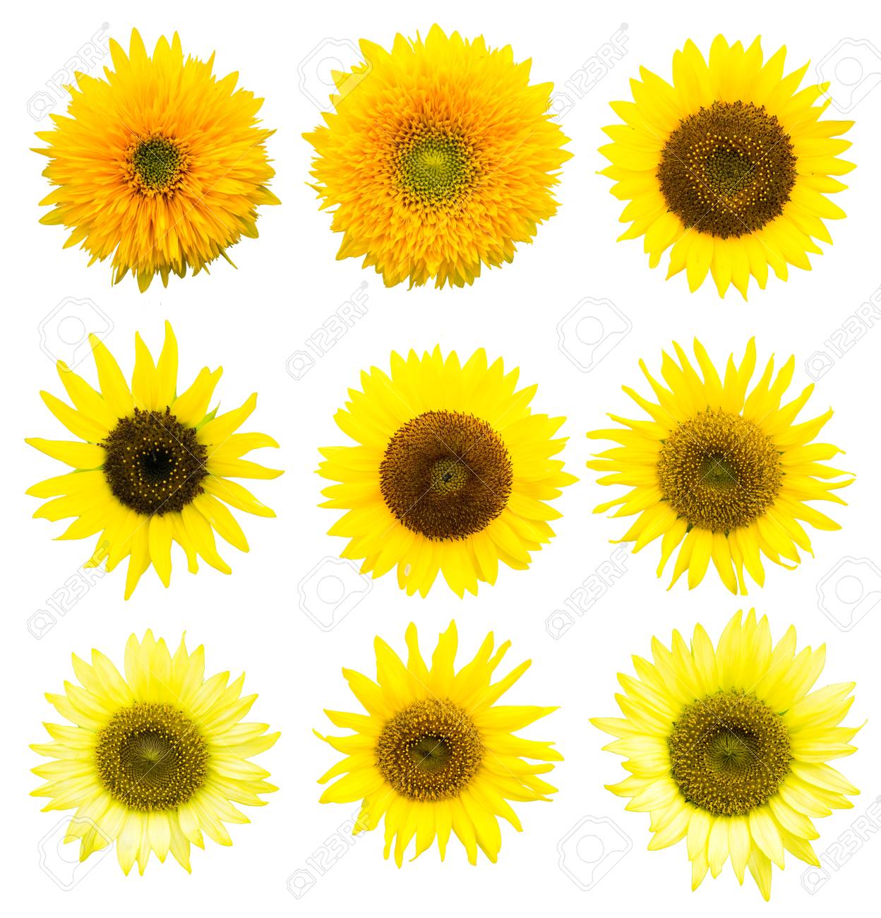 Detail Sunflower Cutouts Nomer 6