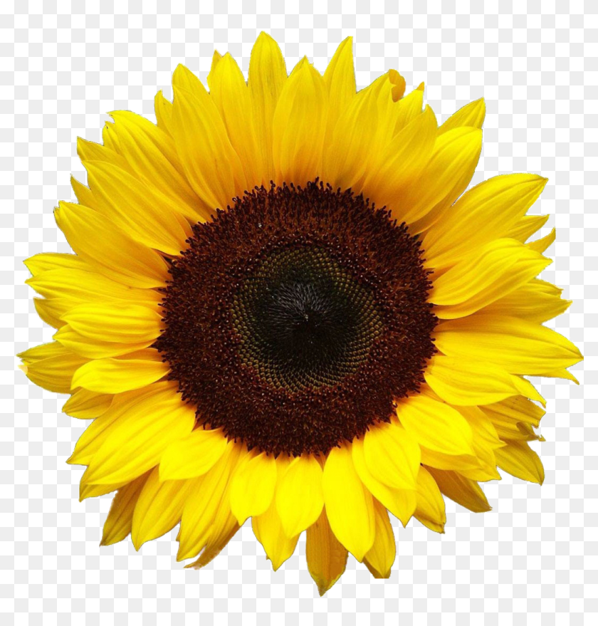 Detail Sunflower Download Nomer 13