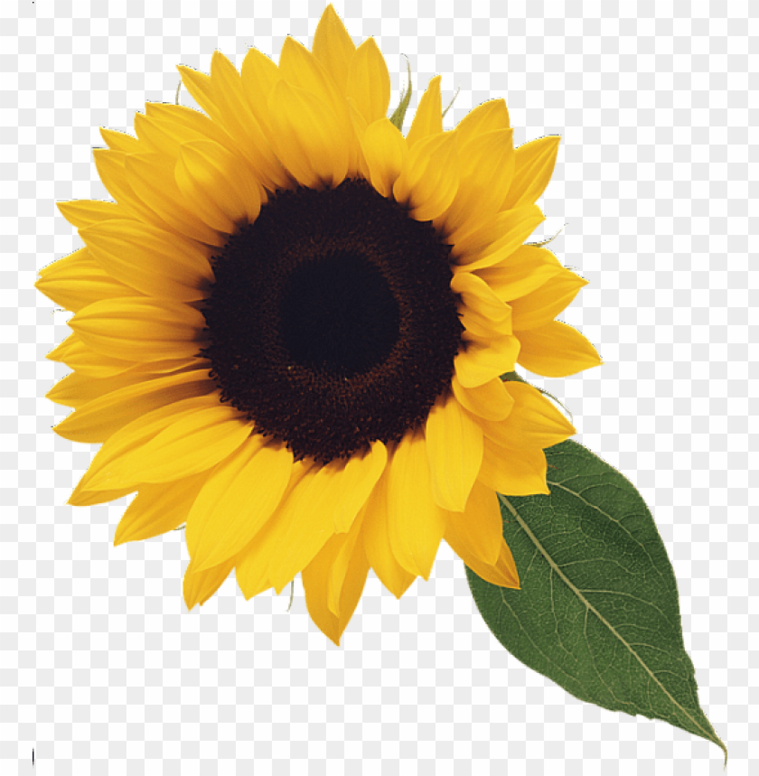 Detail Sunflower Download Nomer 21